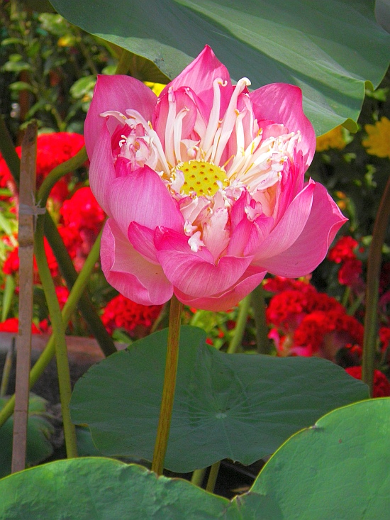 Lotos Flowers